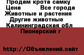 Продам крота самку › Цена ­ 200 - Все города Животные и растения » Другие животные   . Калининградская обл.,Пионерский г.